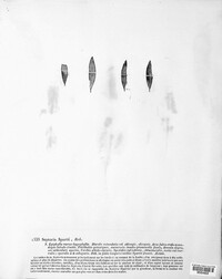 Septoria spartii image